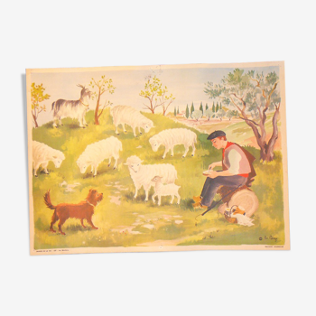 Carte scolaire des éditions Bourrelier série 23 les moutons