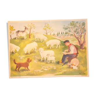 Carte scolaire des éditions Bourrelier série 23 les moutons