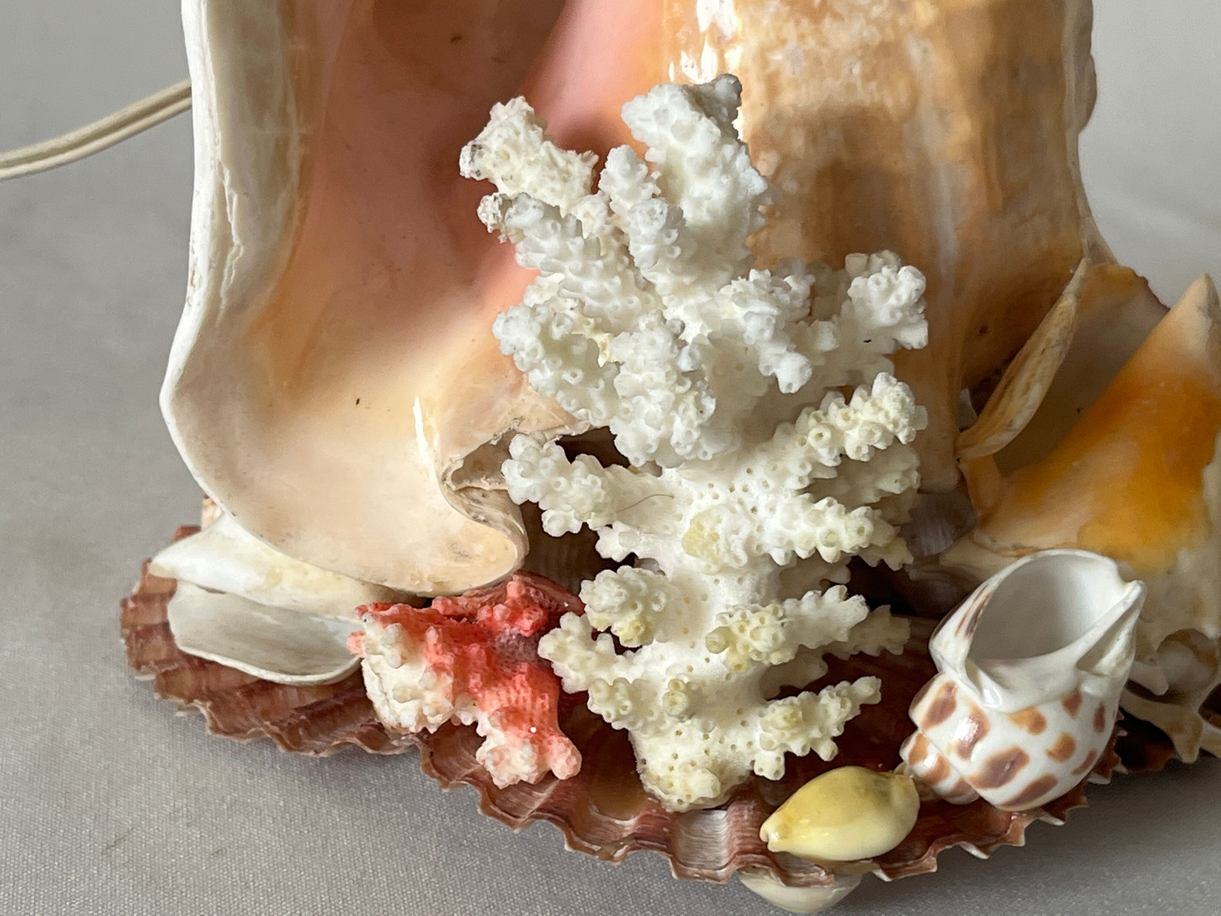Lamp night light shell conch 1950 cabinet of curiosities seaside