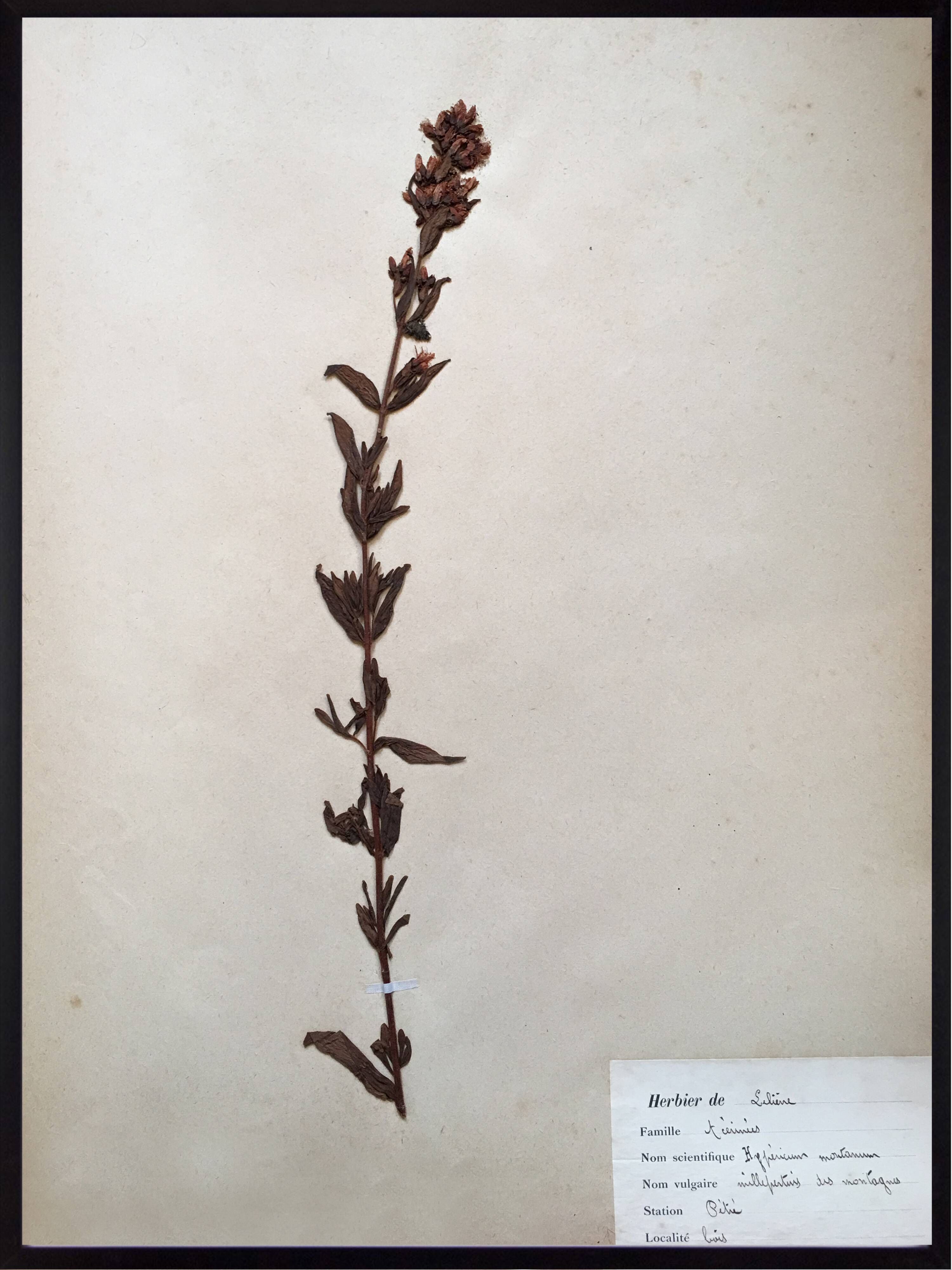 Lot de 4 planches herbier vintage 1924