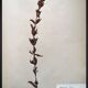 Lot de 4 planches herbier vintage 1924