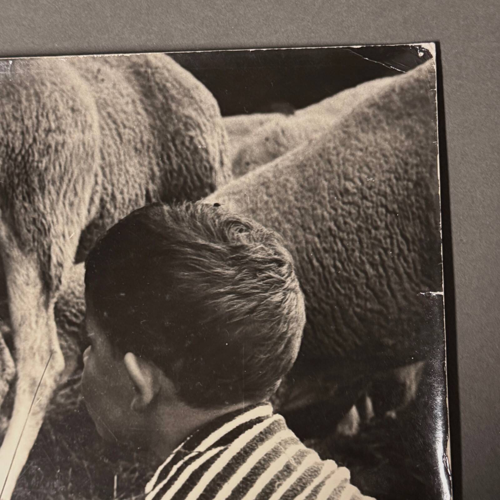 Black and white photo from 1960 depicting a child and sheep.