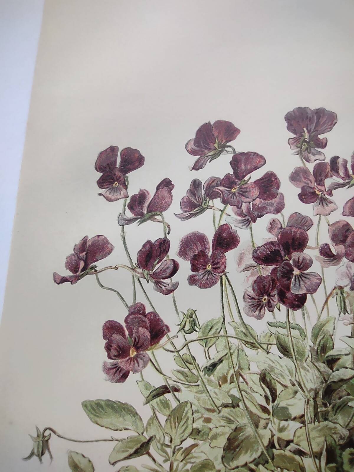 Affiche botanique ancienne - Viola - Gravure de fleur 1899 vintage