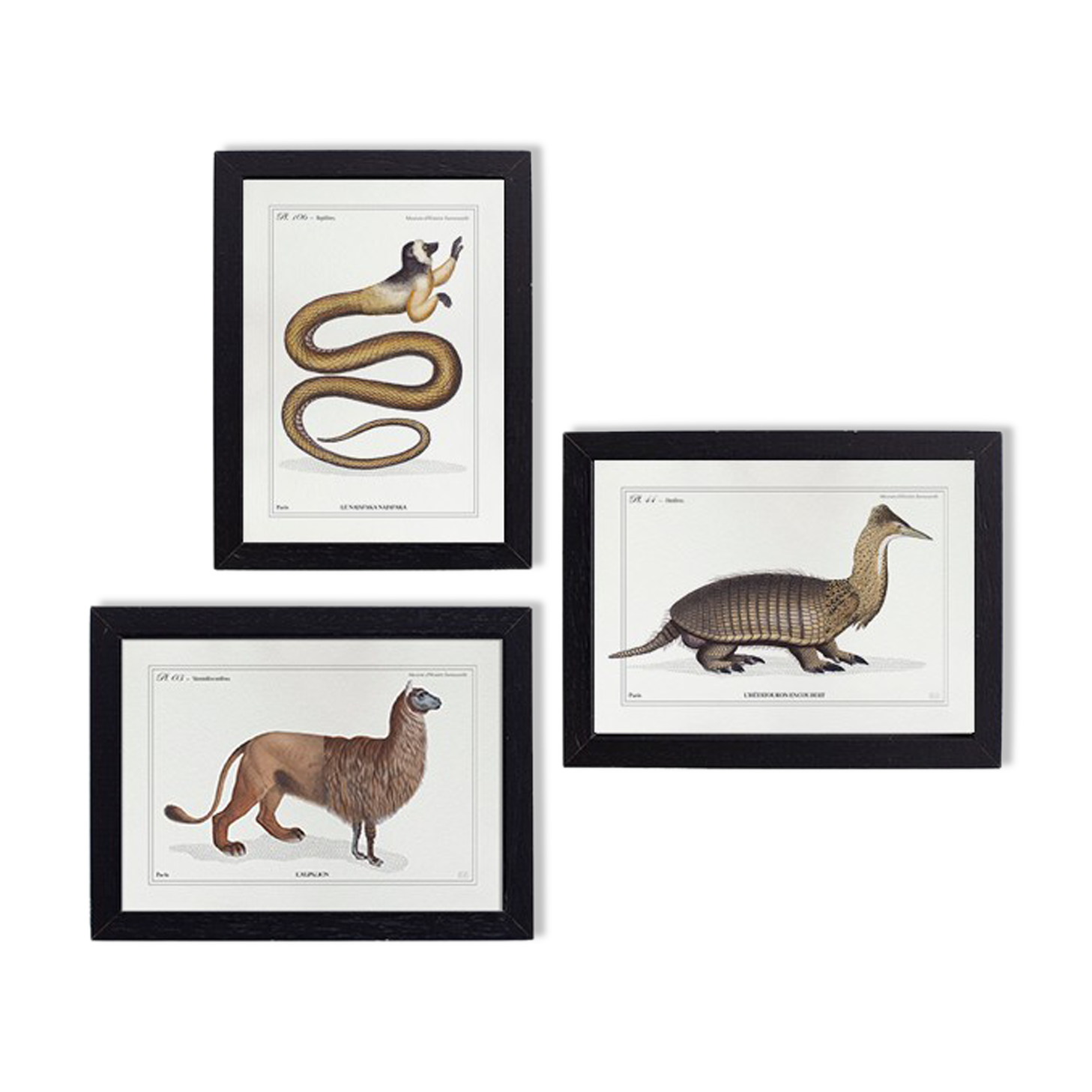 Set of 3 chimera lithograph animal engraving