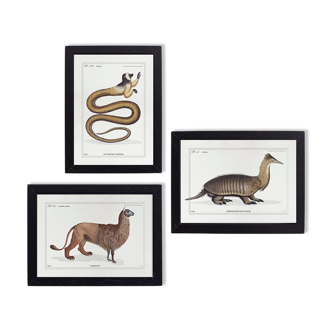 Set of 3 chimera lithograph animal engraving