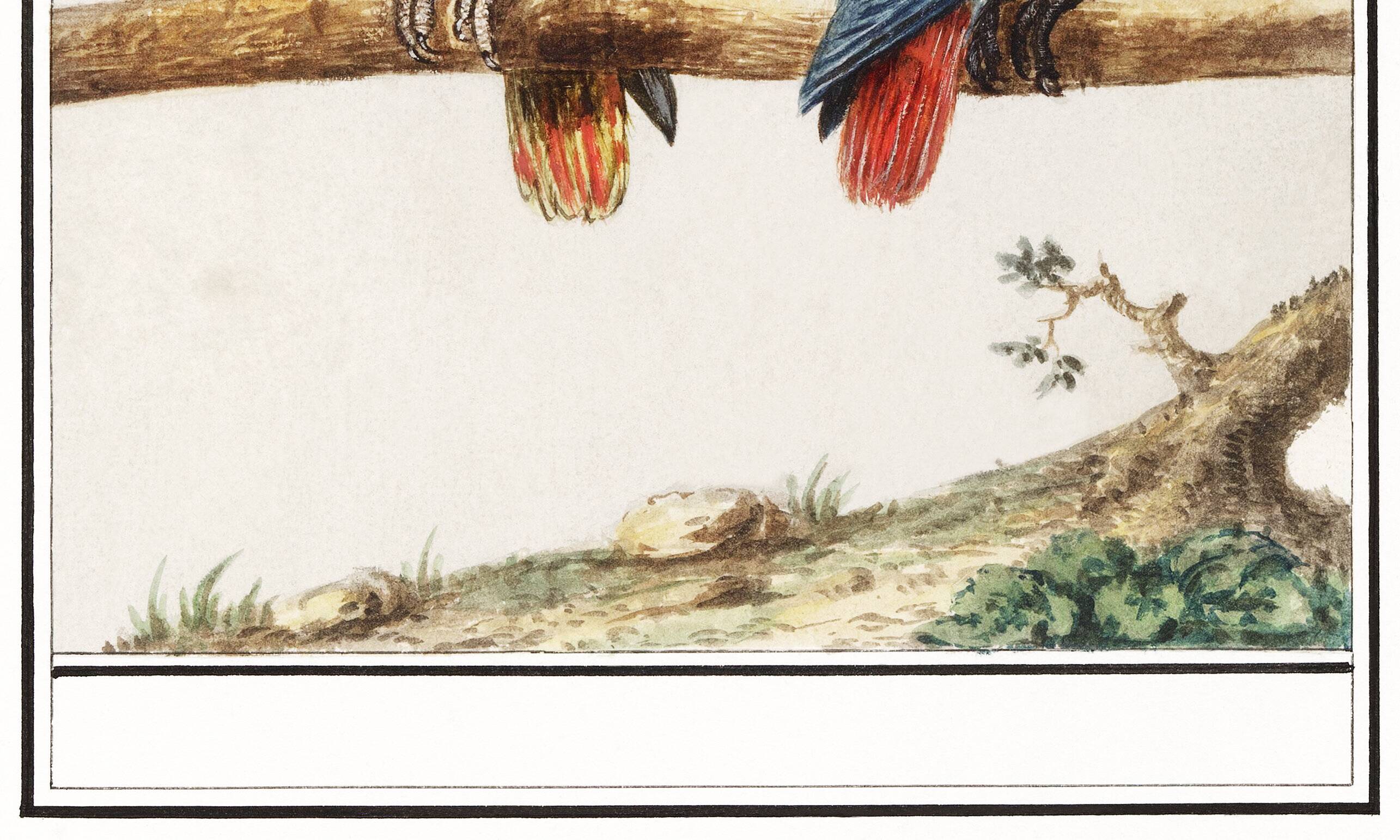 Small poster about Parrots, after an engraving from 1610
