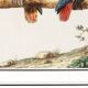 Small poster about Parrots, after an engraving from 1610