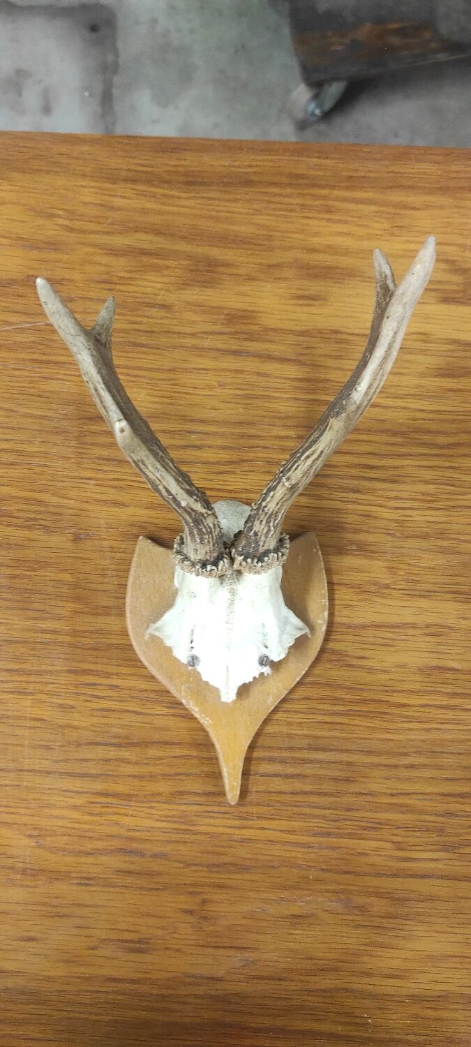 Vintage deer hunting trophy massacre on light varnished wooden shield