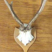 Vintage deer hunting trophy massacre on light varnished wooden shield