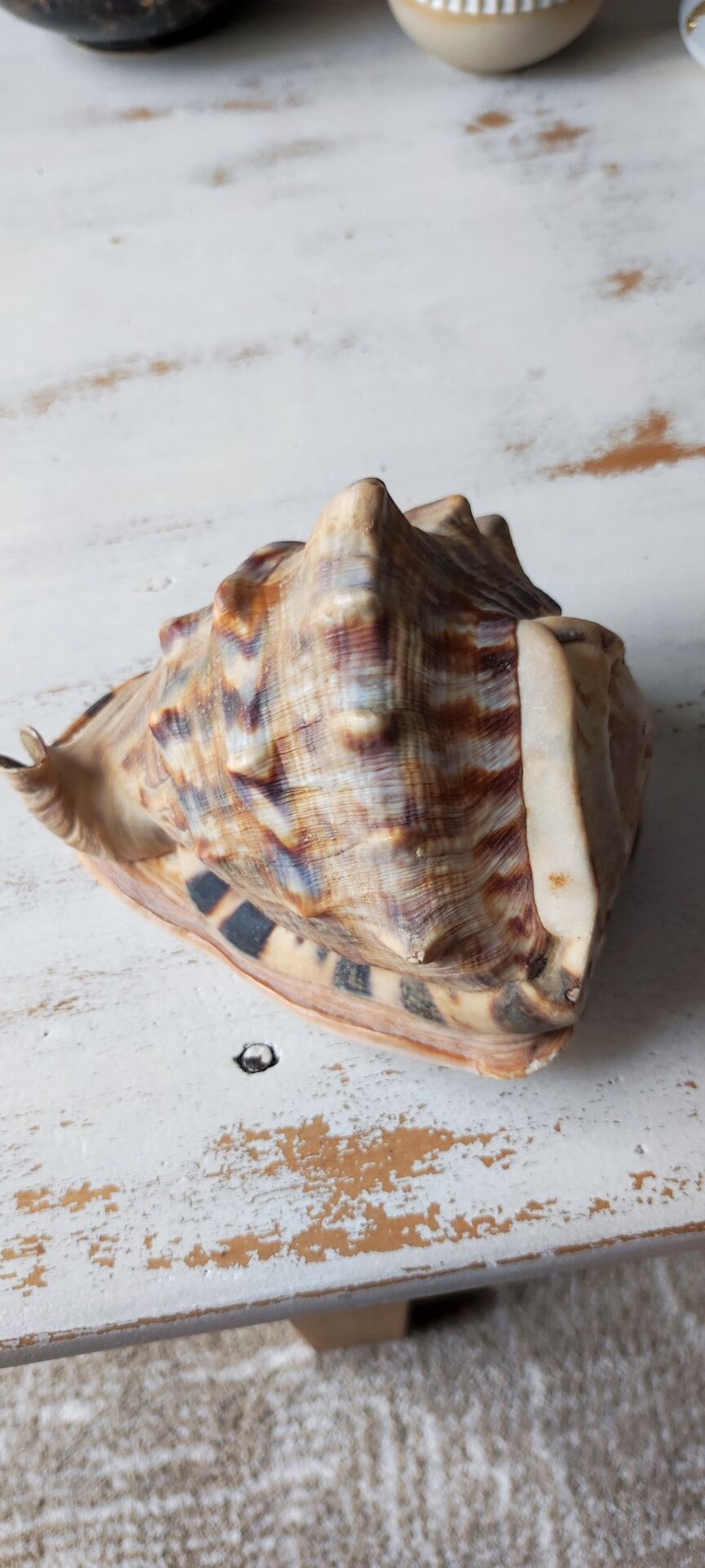 Shell decoration