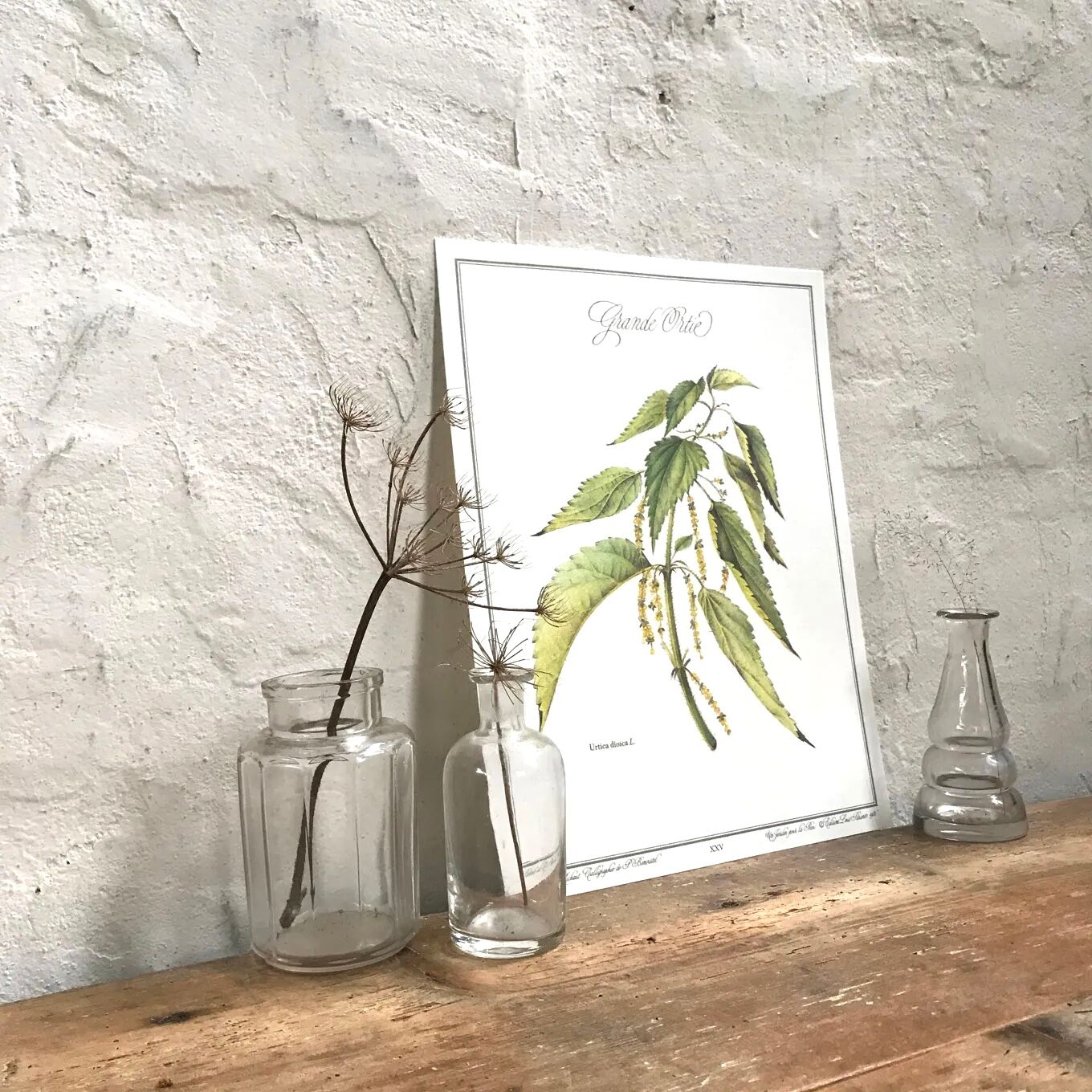 Botanical board the great Nettle