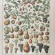 Decorative kitchen board - Fruit board - Golden frame