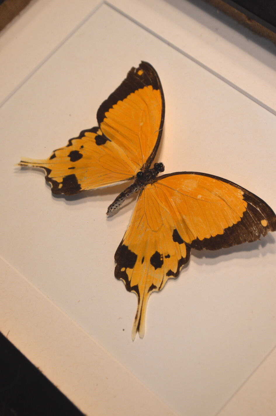 Naturalized butterfly from Africa 1997