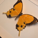 Naturalized butterfly from Africa 1997