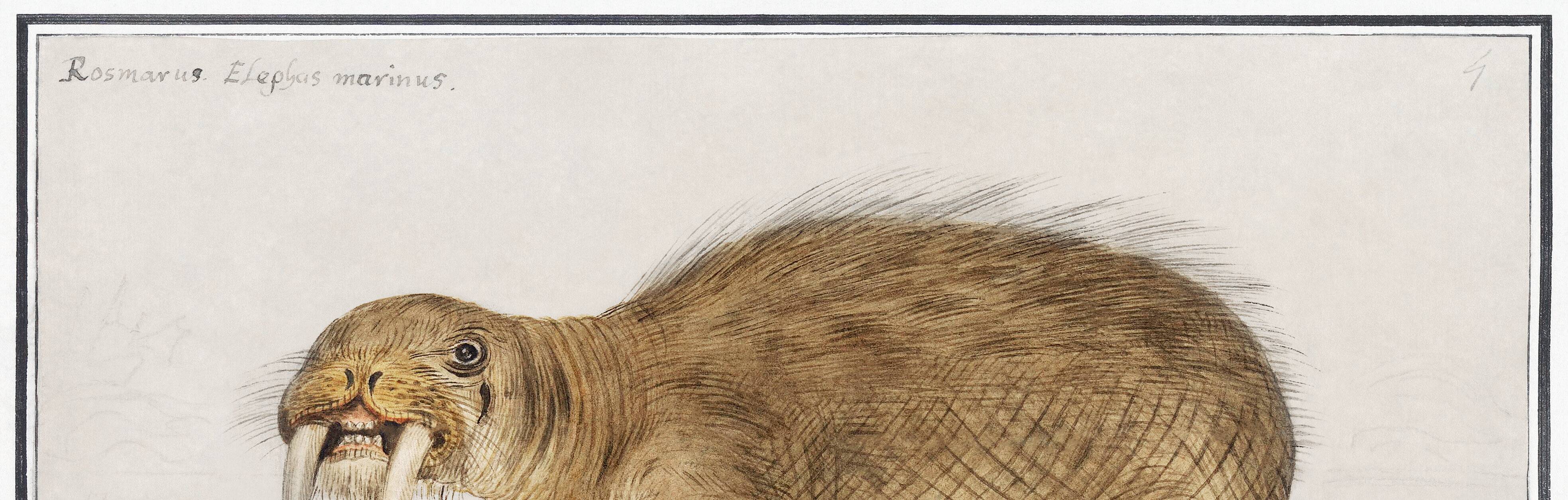 Small poster about the walrus, based on an old engraving from 1610.