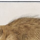 Small poster about the walrus, based on an old engraving from 1610.