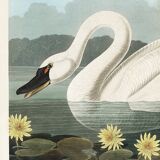 Poster about the trumpeter swan, based on an old engraving from 1827.