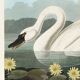 Affiche sur le cygne trompette, d’après une gravure ancienne de 1827.