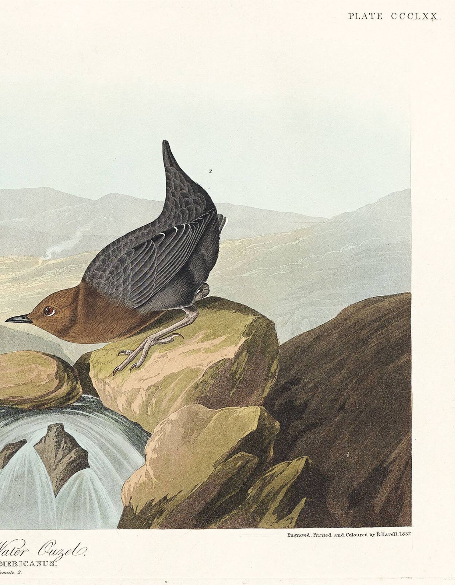 Poster about the American ring-eared cat, based on an old engraving from 1827.