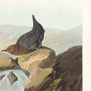 Poster about the American ring-eared cat, based on an old engraving from 1827.
