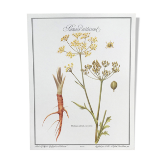 Planche botanique Panais urticant