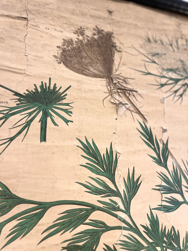 Old botanical plate of the house Deyrolle "The carrot"