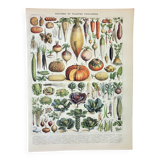 Old engraving 1898, Vegetables and vegetable plants • Original and vintage lithograph