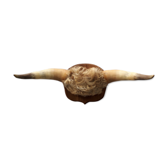 Old bull or ox horns trophy