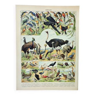Gravure ancienne 1898, Oiseaux 3: espèces • Lithographie, Planche originale