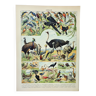 Gravure ancienne 1898, Oiseaux 3: espèces • Lithographie, Planche originale
