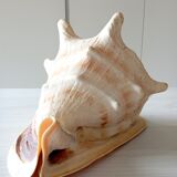 Blackcurrant shell cornuta