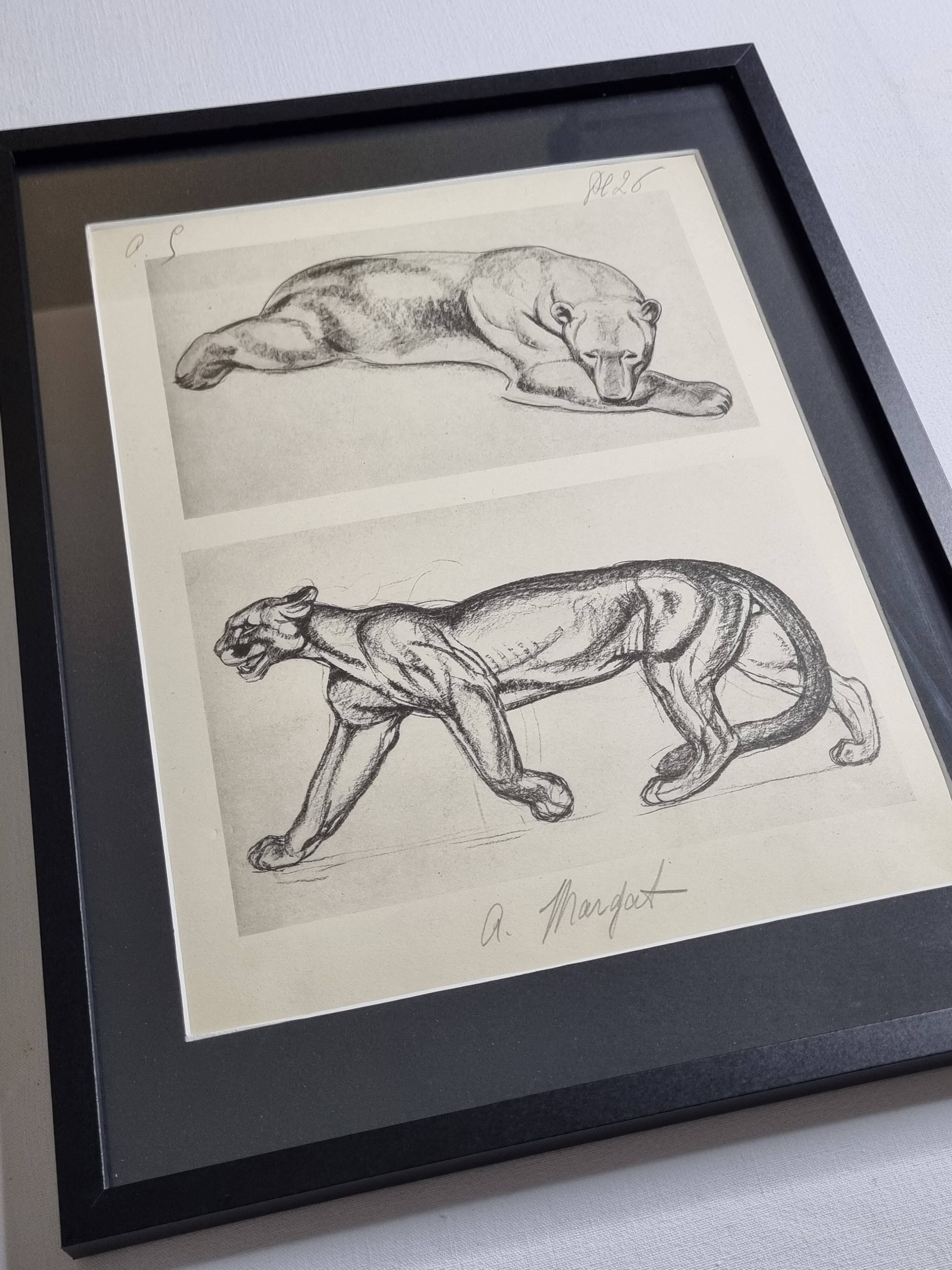 Illustrated plate – studies of feline and bear – Signed André Margat, 1930