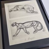 Illustrated plate – studies of feline and bear – Signed André Margat, 1930