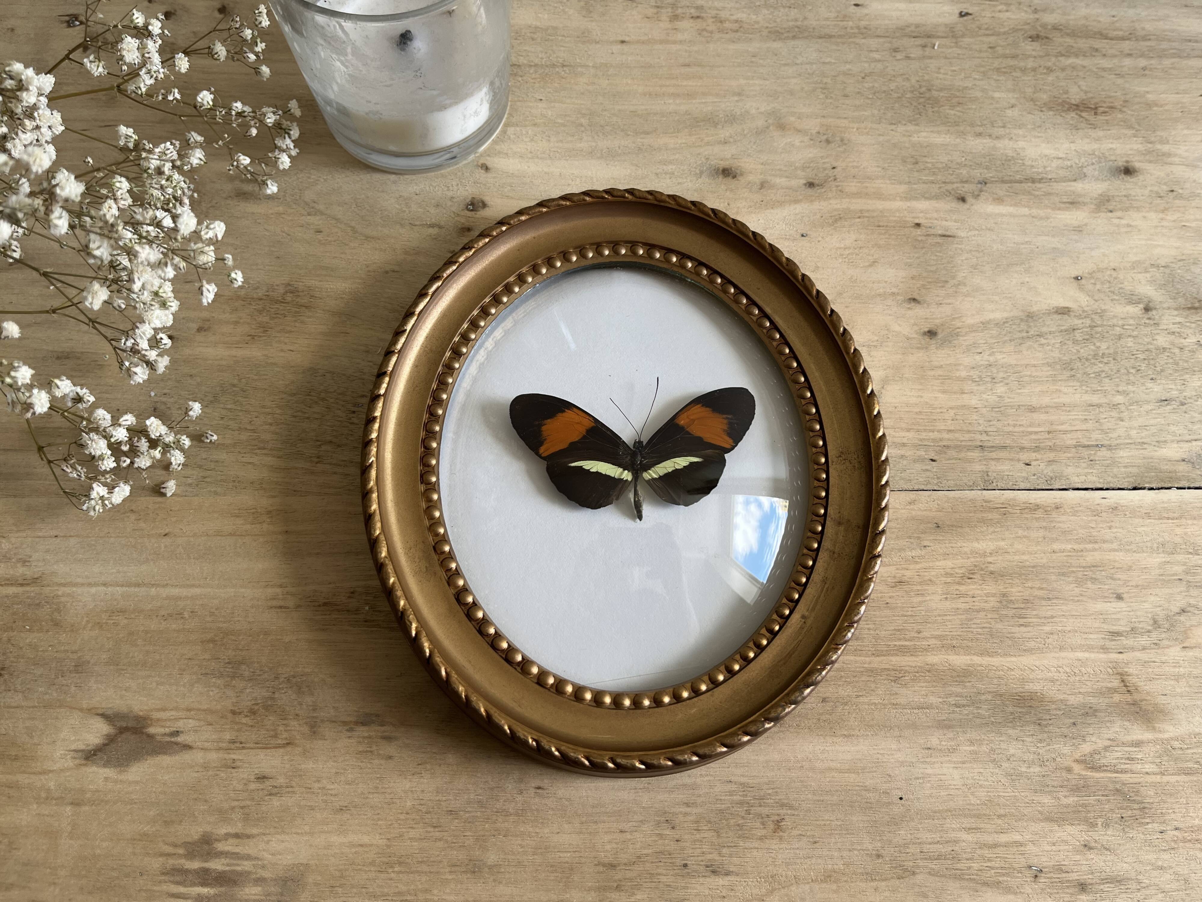Cadre papillon naturalisé verre bombé