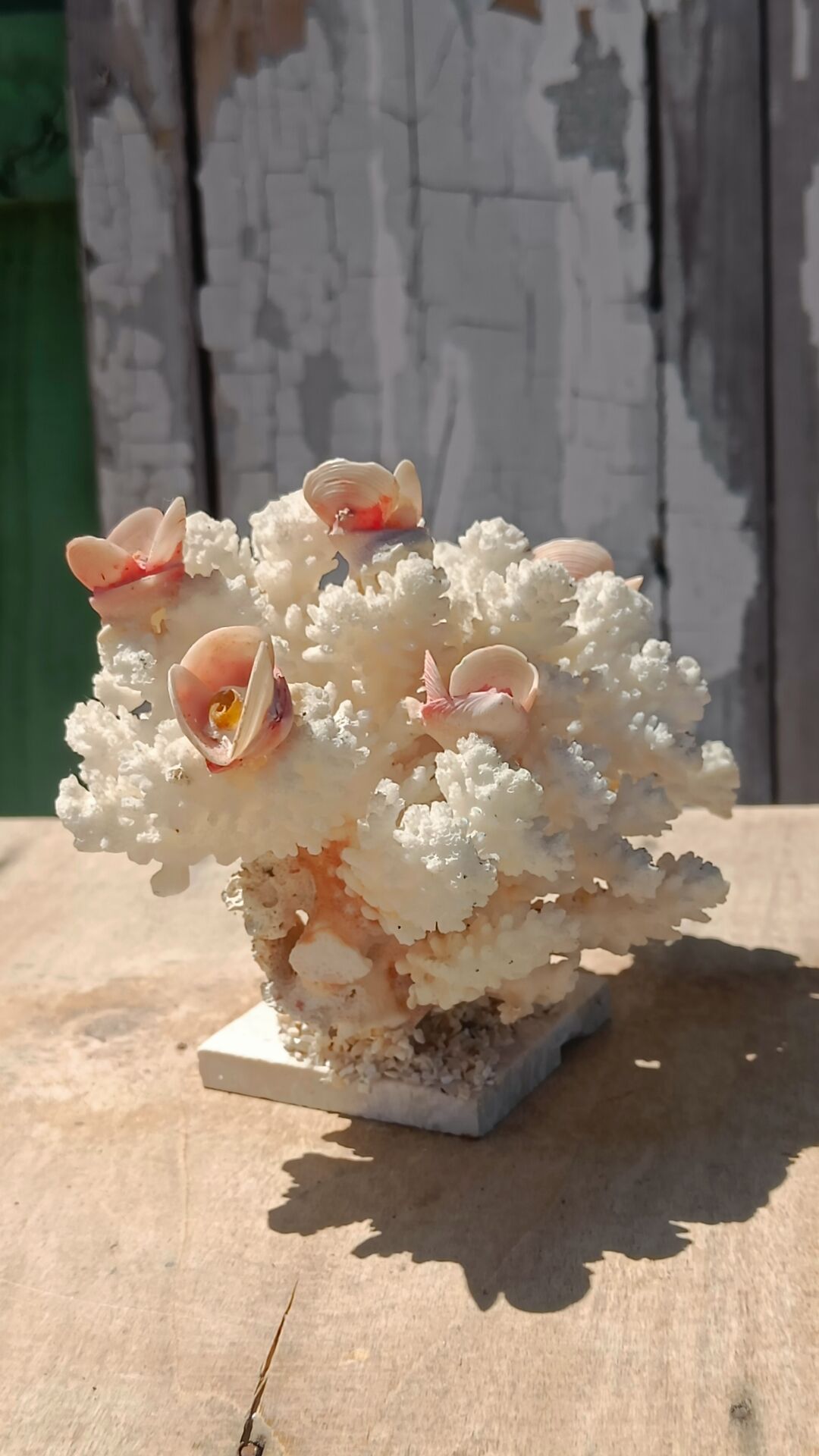White coral tree with shell