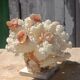 White coral tree with shell