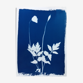 Botanical Cyanotype 'Poppies'