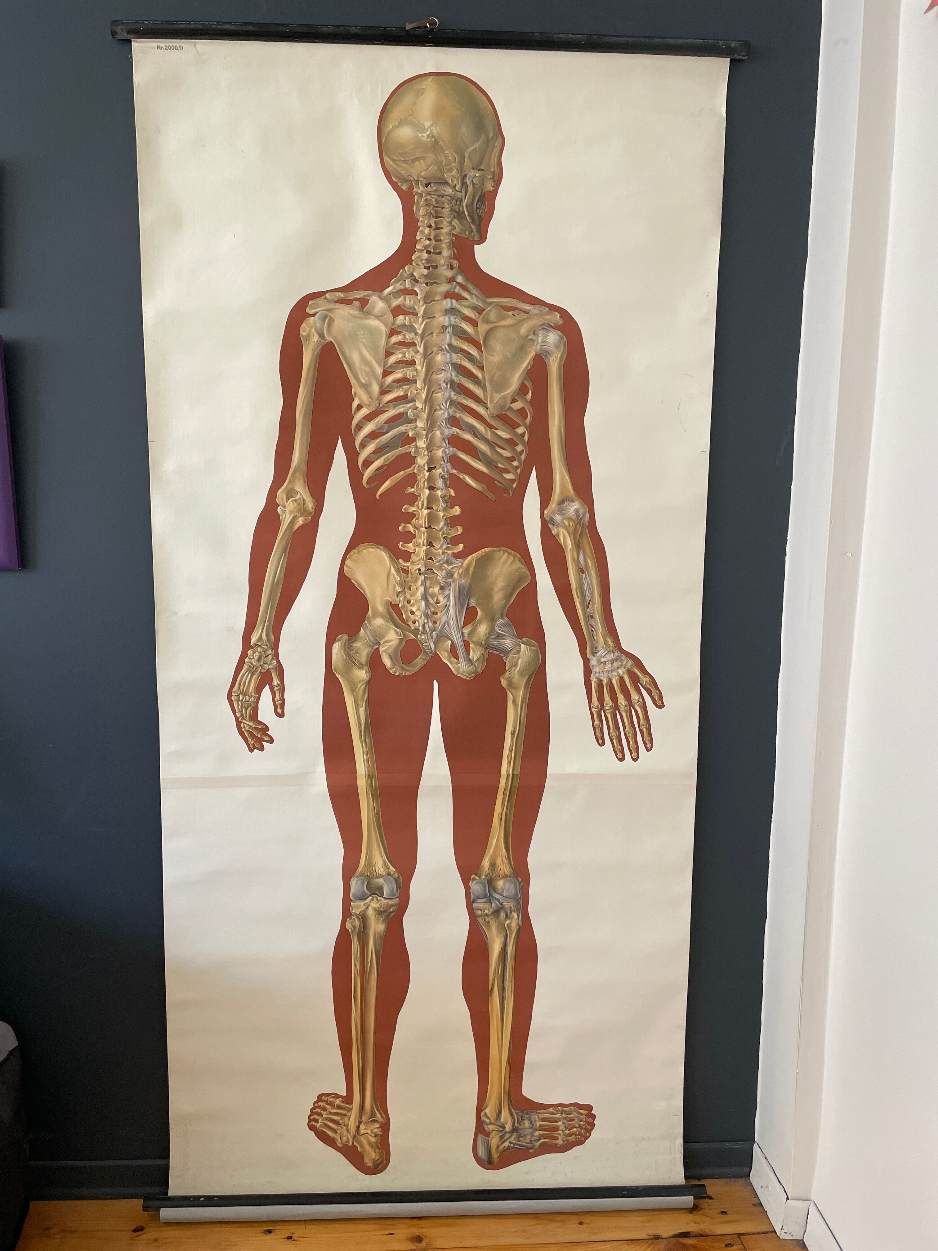 Deutsches Hygiene Museum SKELETON Vintage Medical Poster Wall Board 1960's