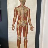 Deutsches Hygiene Museum SKELETON Vintage Medical Poster Wall Board 1960's