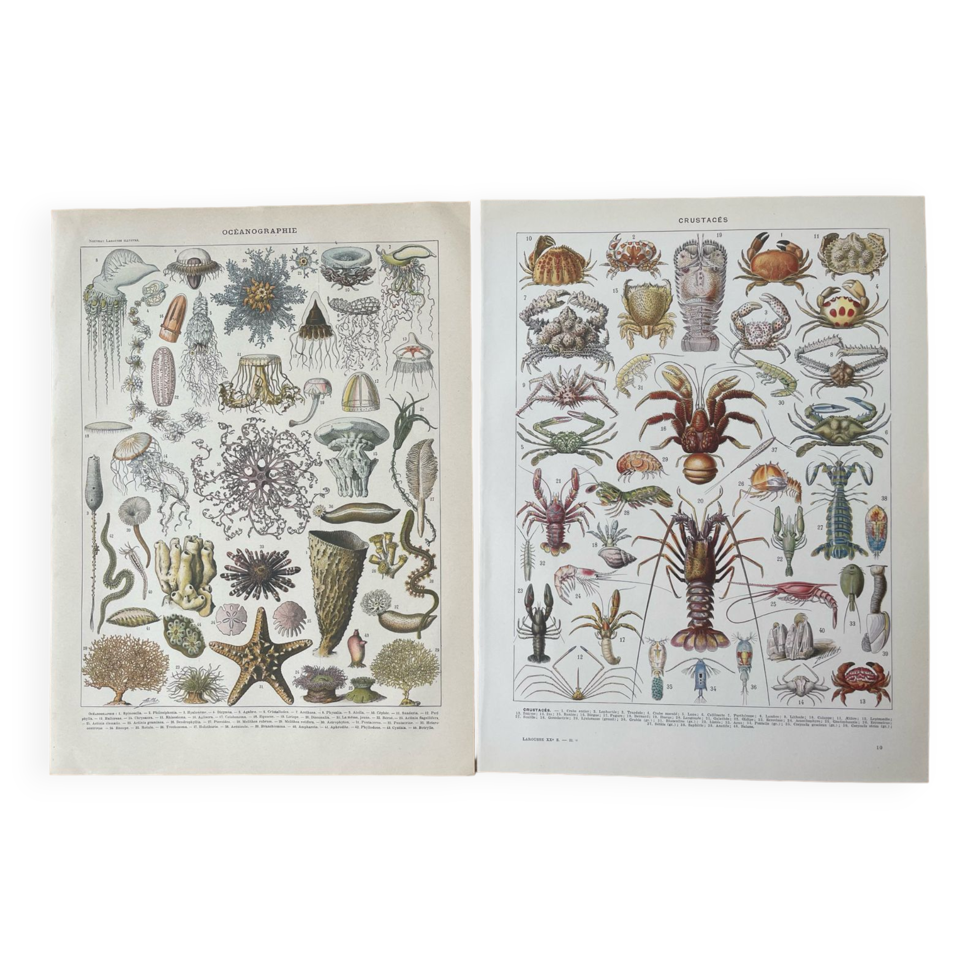 Set of 2 lithographs on the marine world
