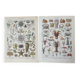 Set of 2 lithographs on the marine world