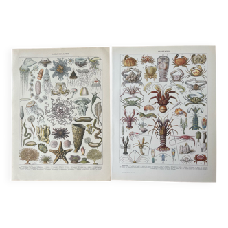 Set of 2 lithographs on the marine world