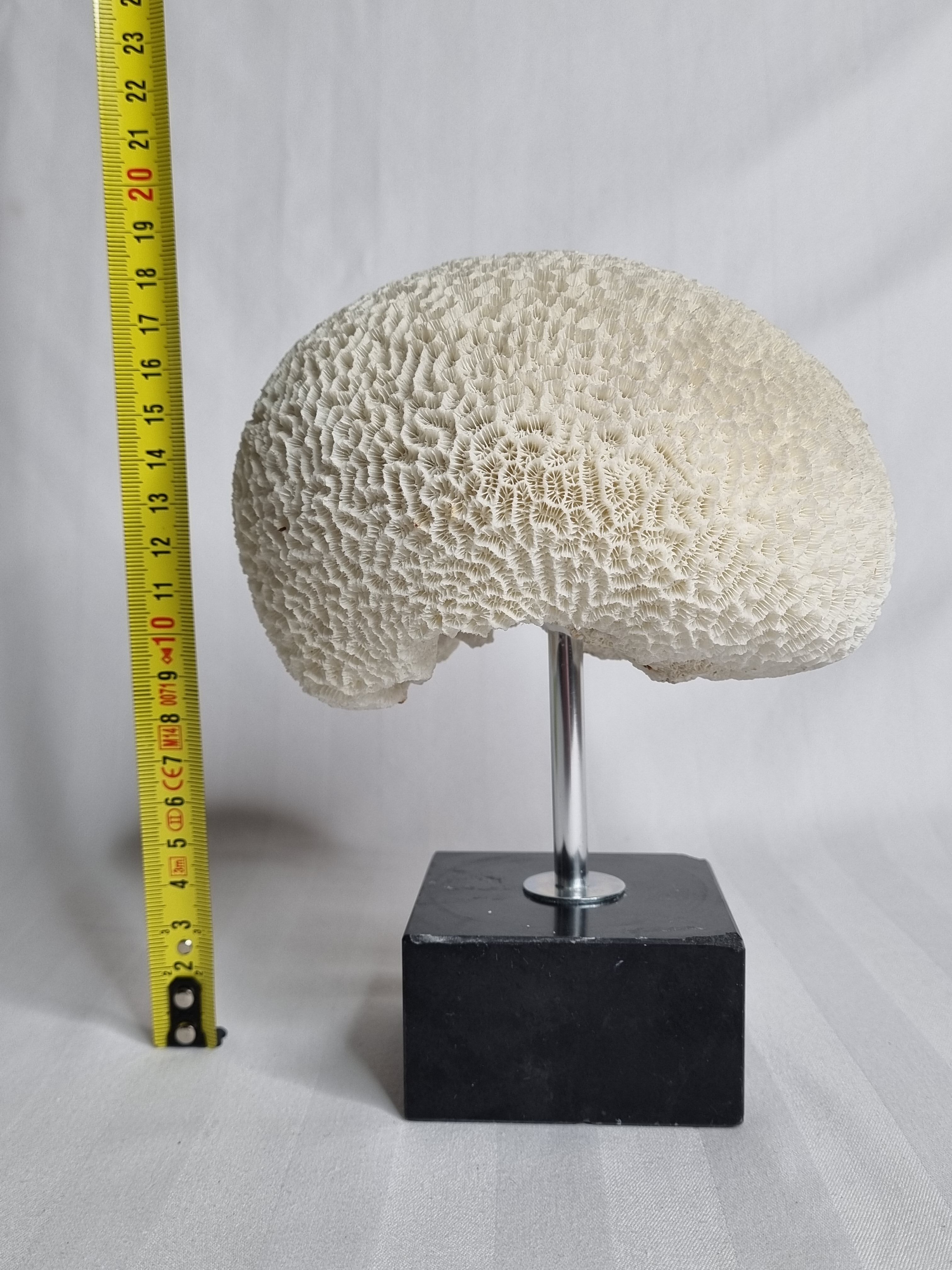 Ancient coral "brain" Diploria labyrinthiformis on base, 19 cm