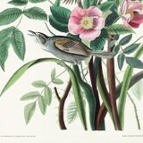 Poster of the White-throated Sparrow, after an old engraving from 1827