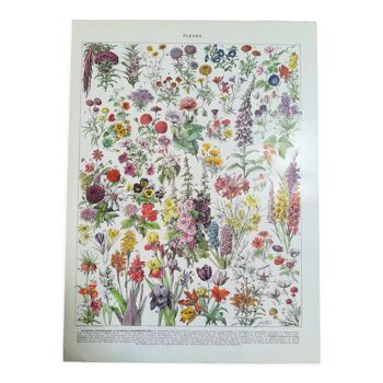 Lithographie sur les fleurs de 1928 (amarante)