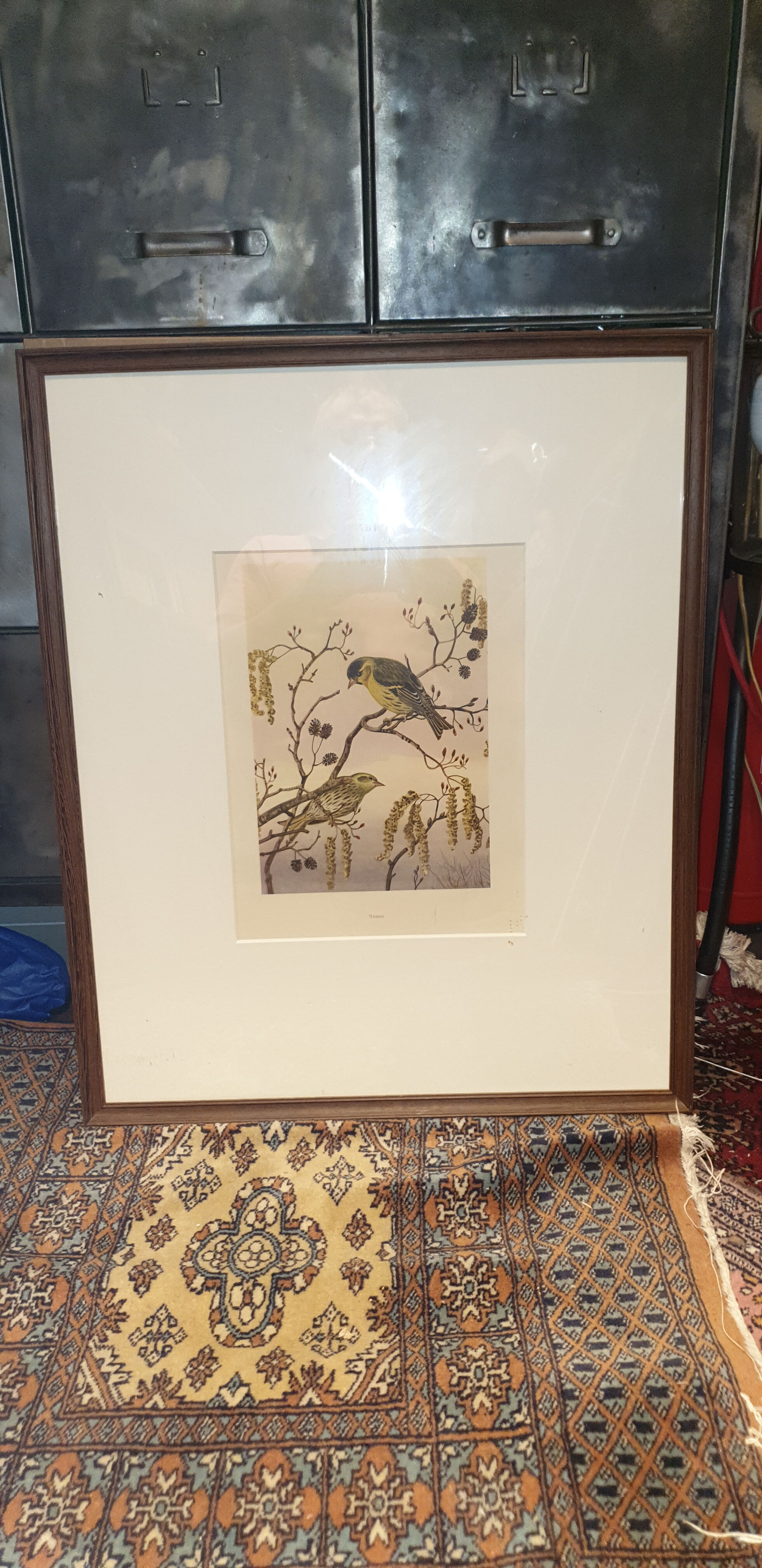 Ornithological engraving