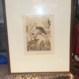 Ornithological engraving