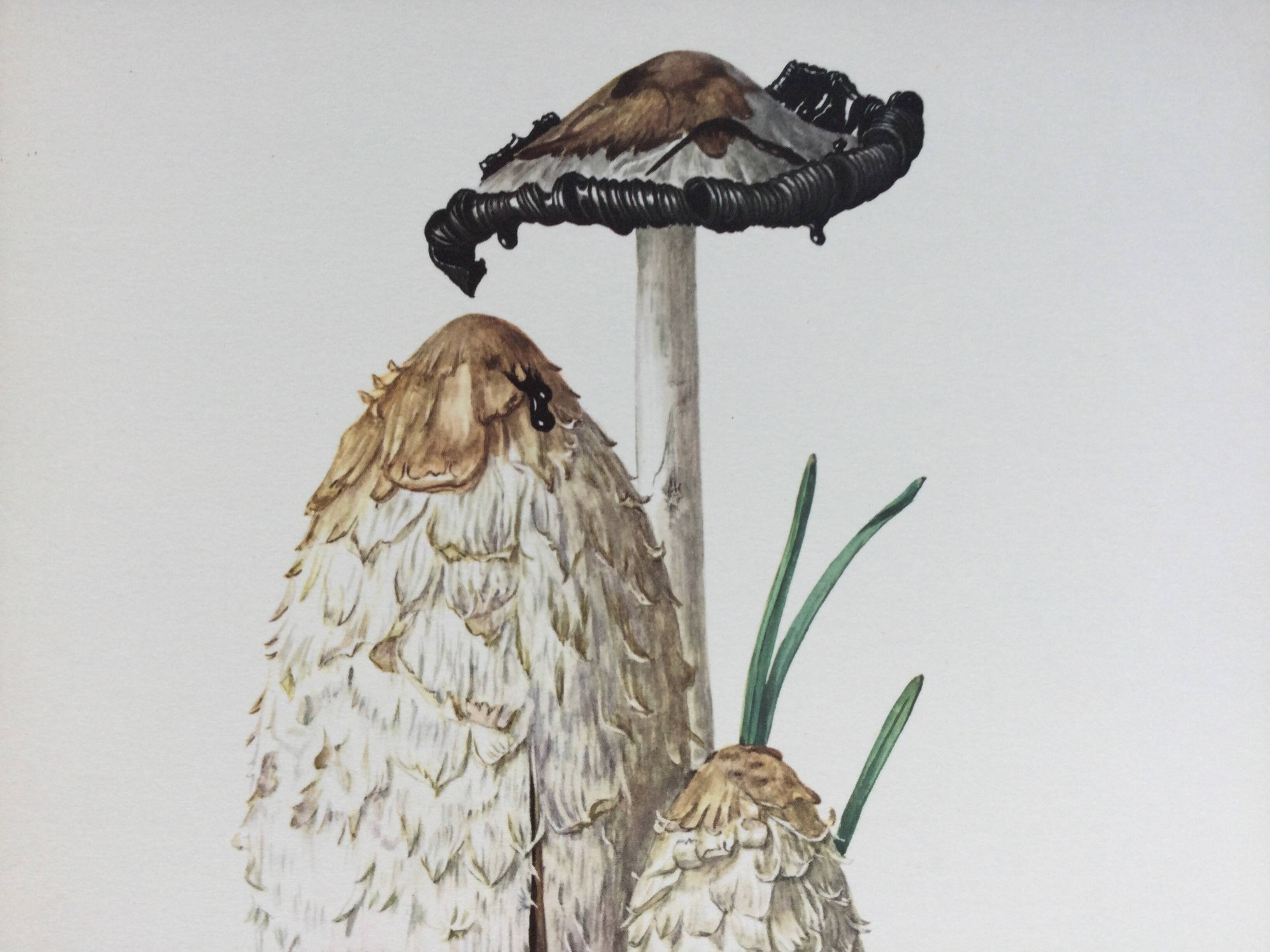 Illustration botanique Champignons Coprinus Impression Vintage des années 60