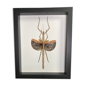 Stick insect frame
