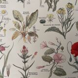 Lithographies plantes adventices mauvaises herbes de 1921